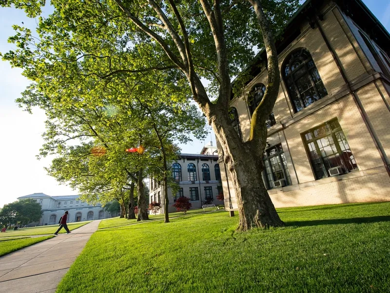 Campus outside with the sun shining on a tree