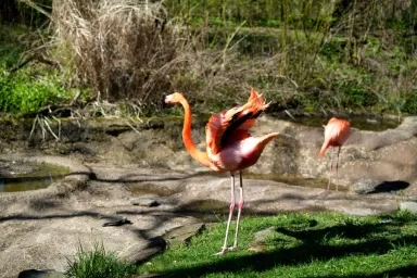 A pair of vibrant flamingos in a natural habitat at the Pittsburgh Zoo, one stretching its wings while the other stands nearby